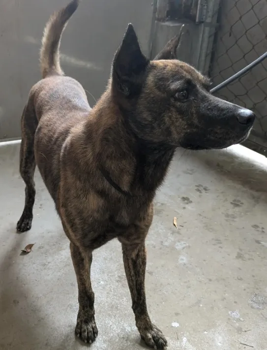 混種犬