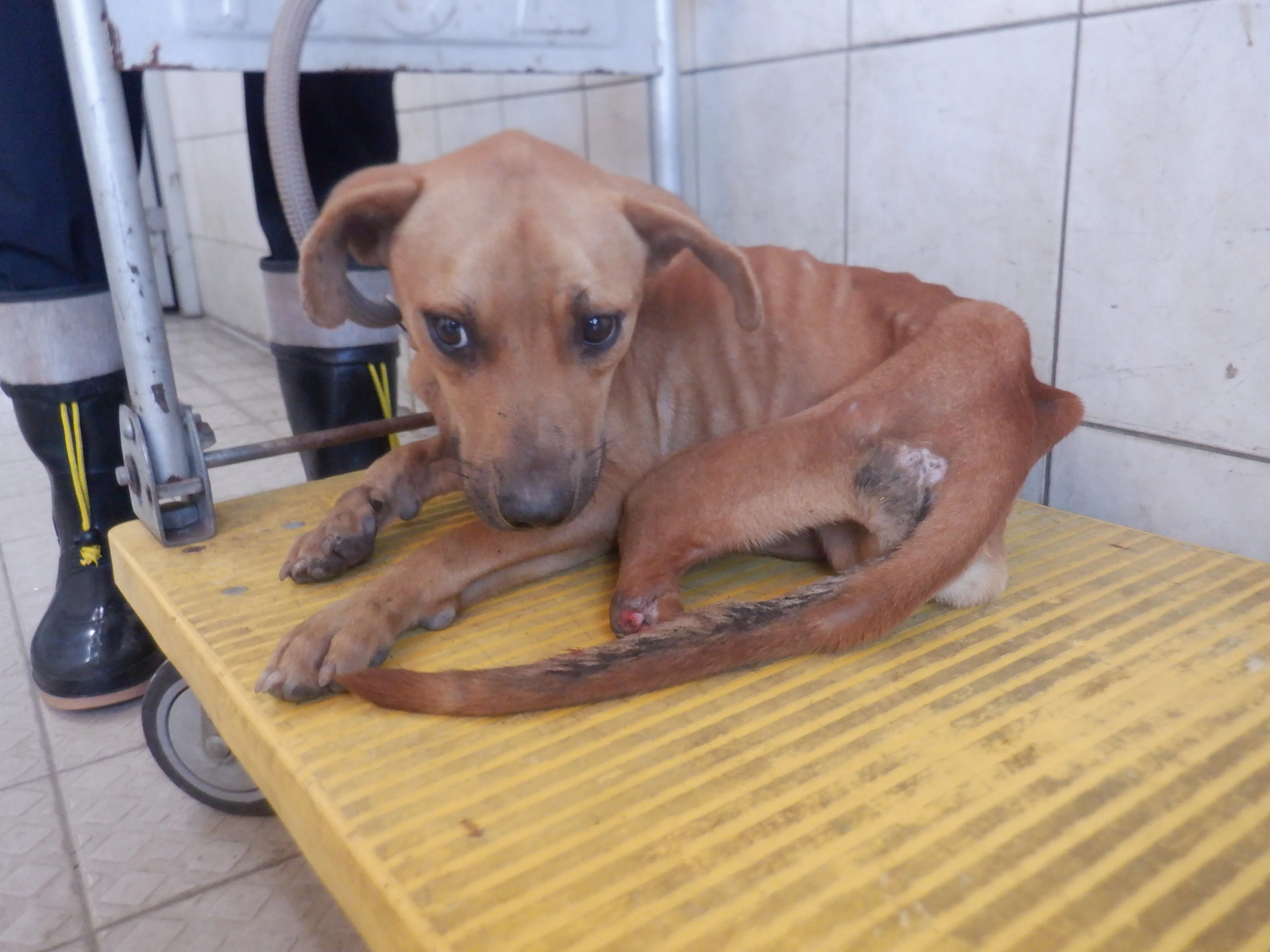 混種犬
