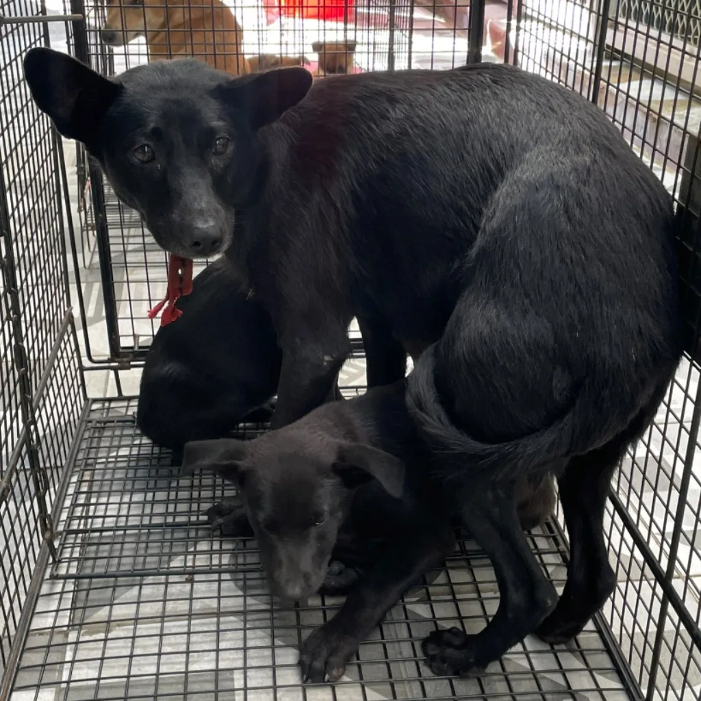 混種犬