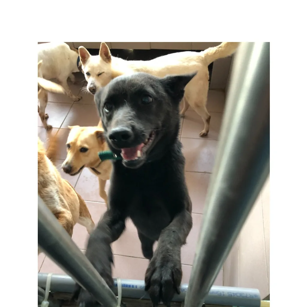 混種犬