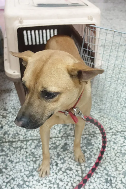 混種犬