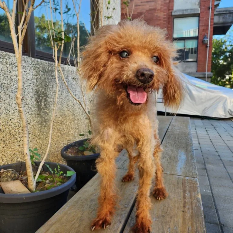 貴賓犬