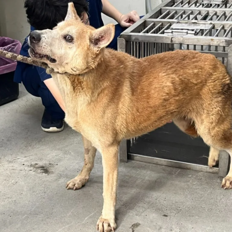 混種犬