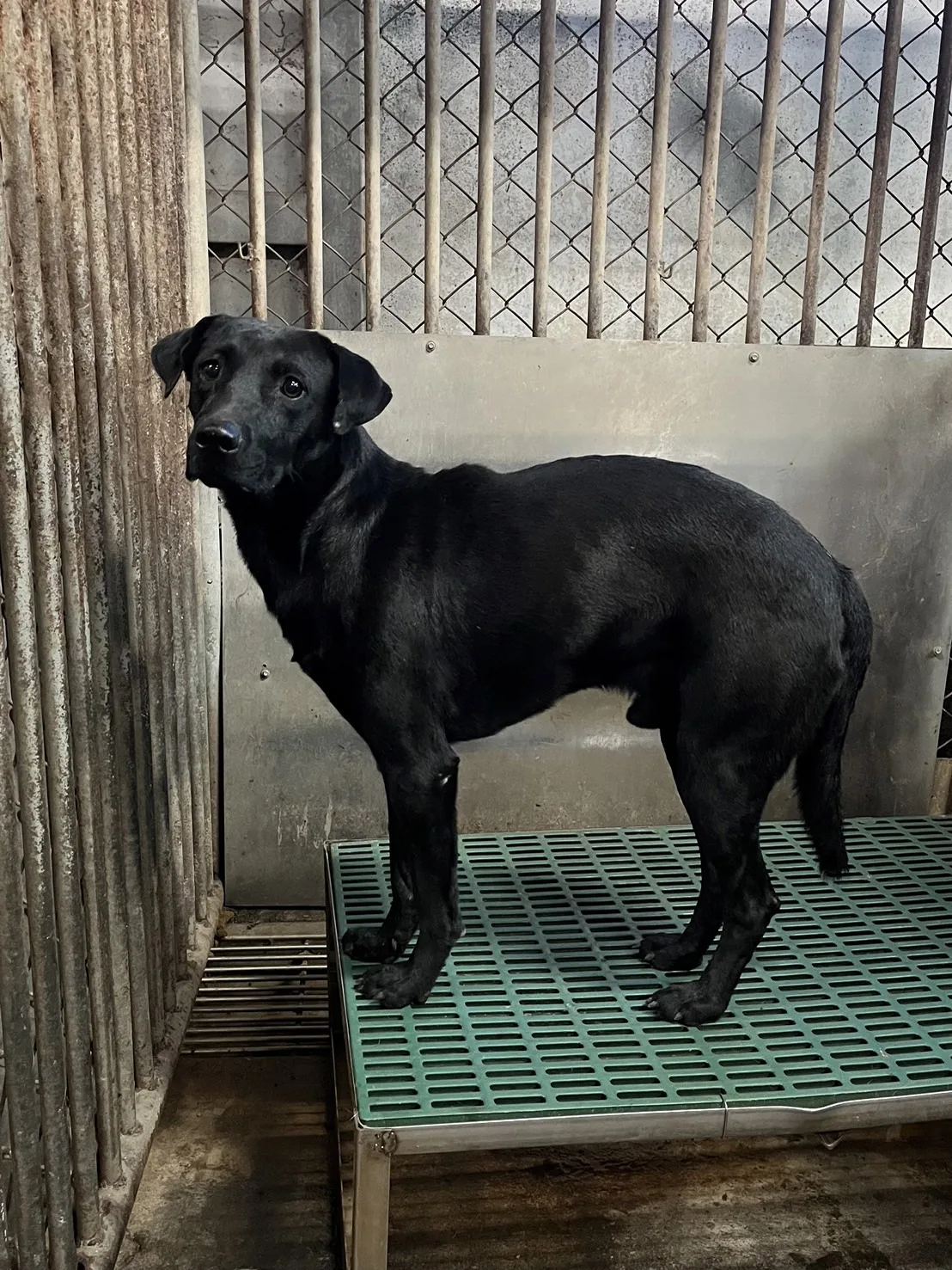 混種犬