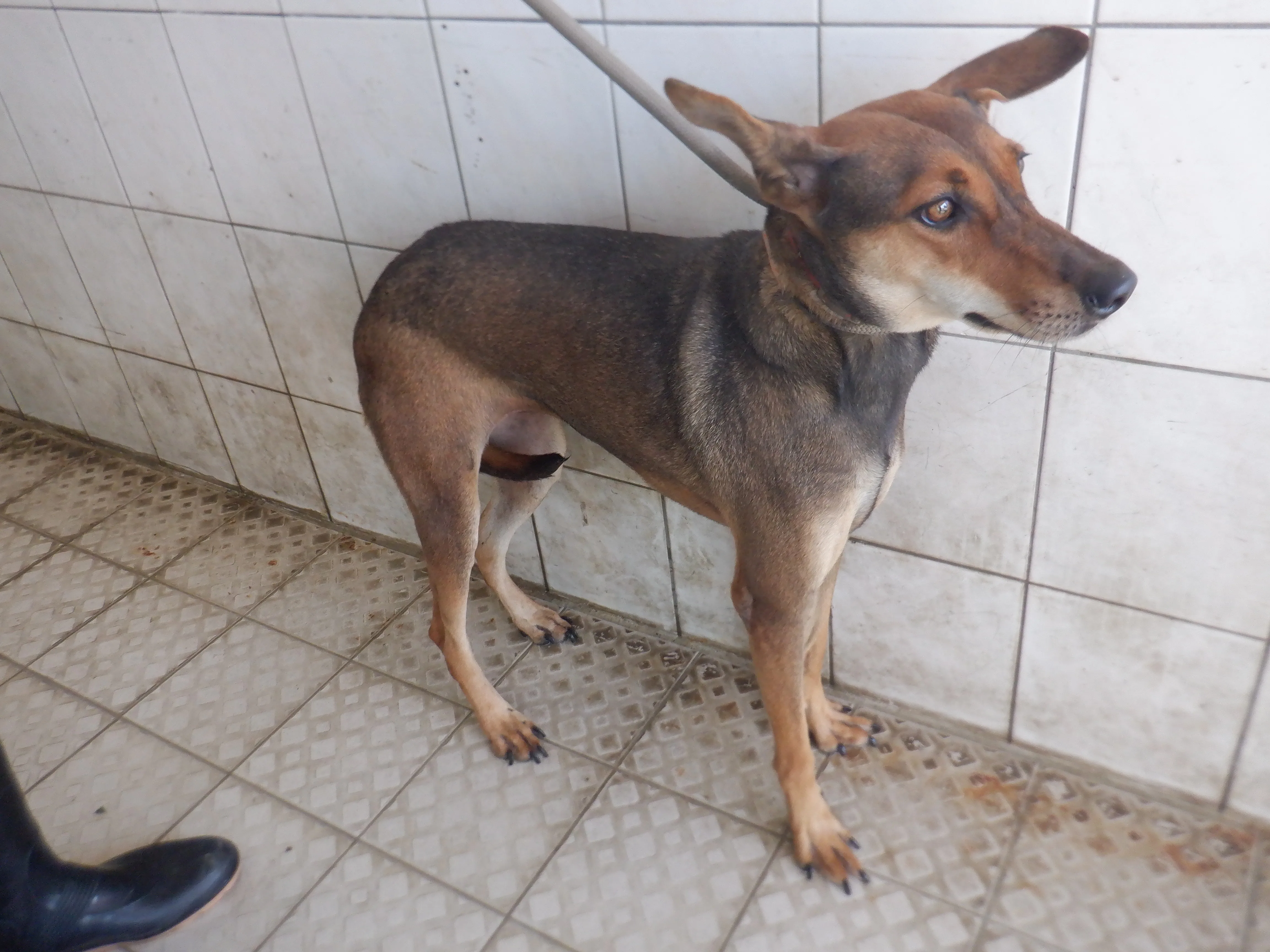混種犬