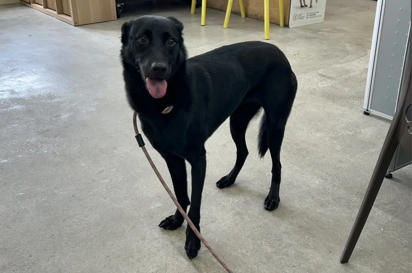 混種犬