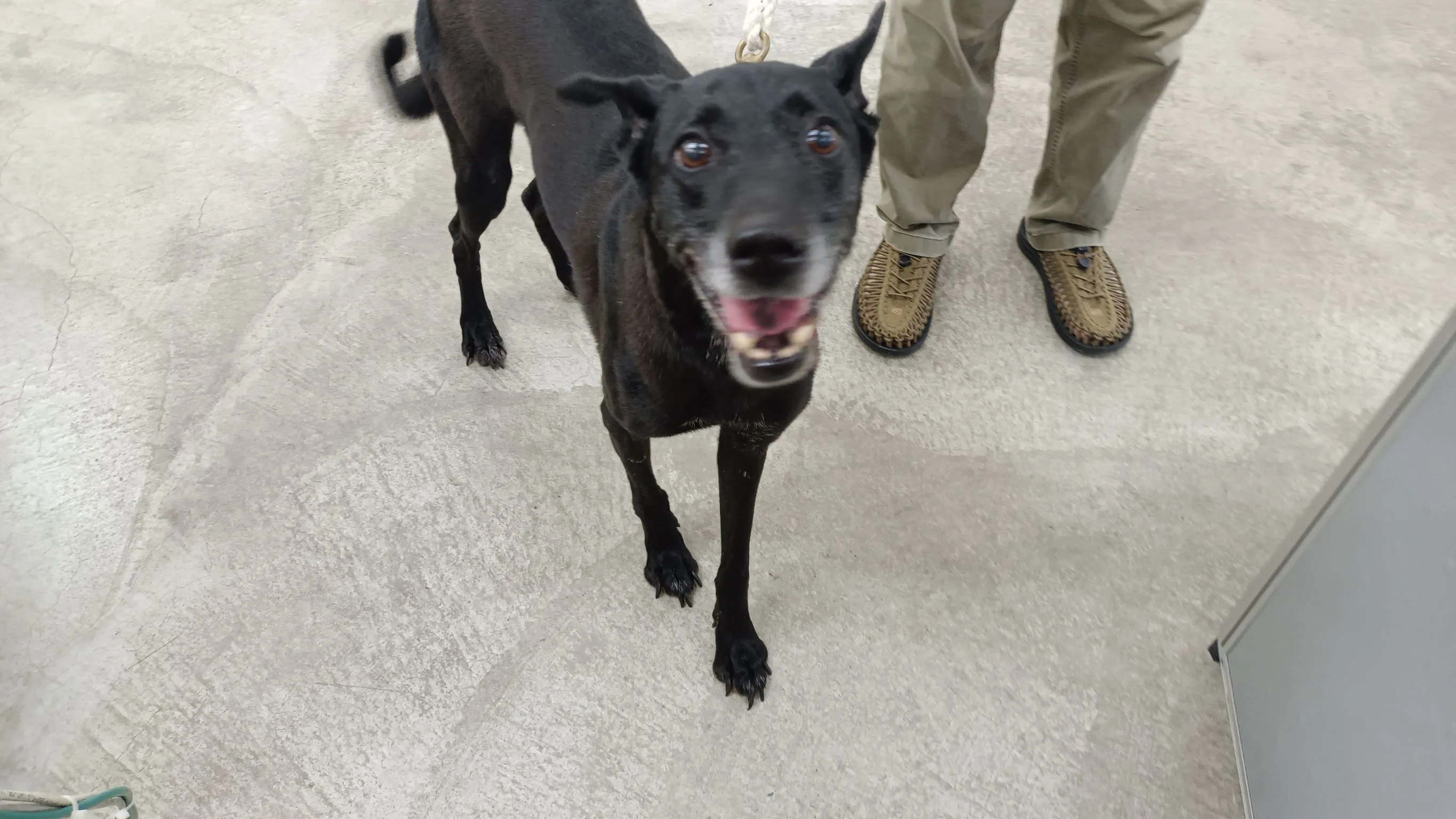 混種犬