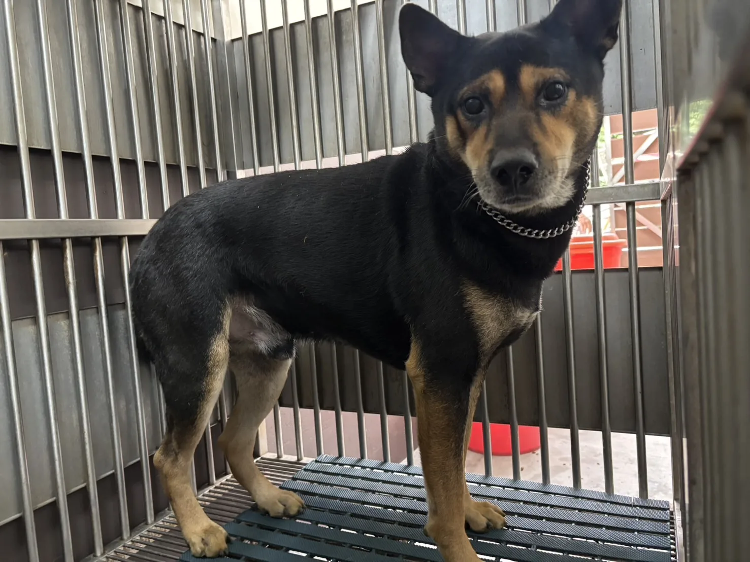 混種犬