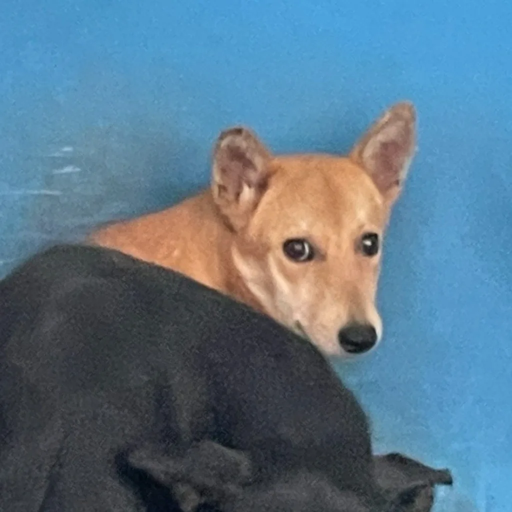 混種犬