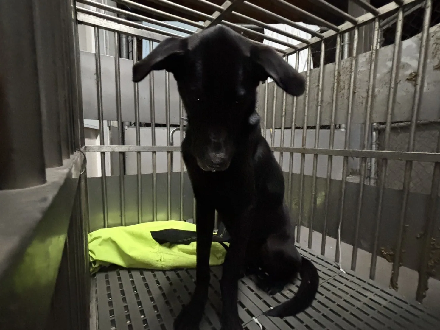 混種犬