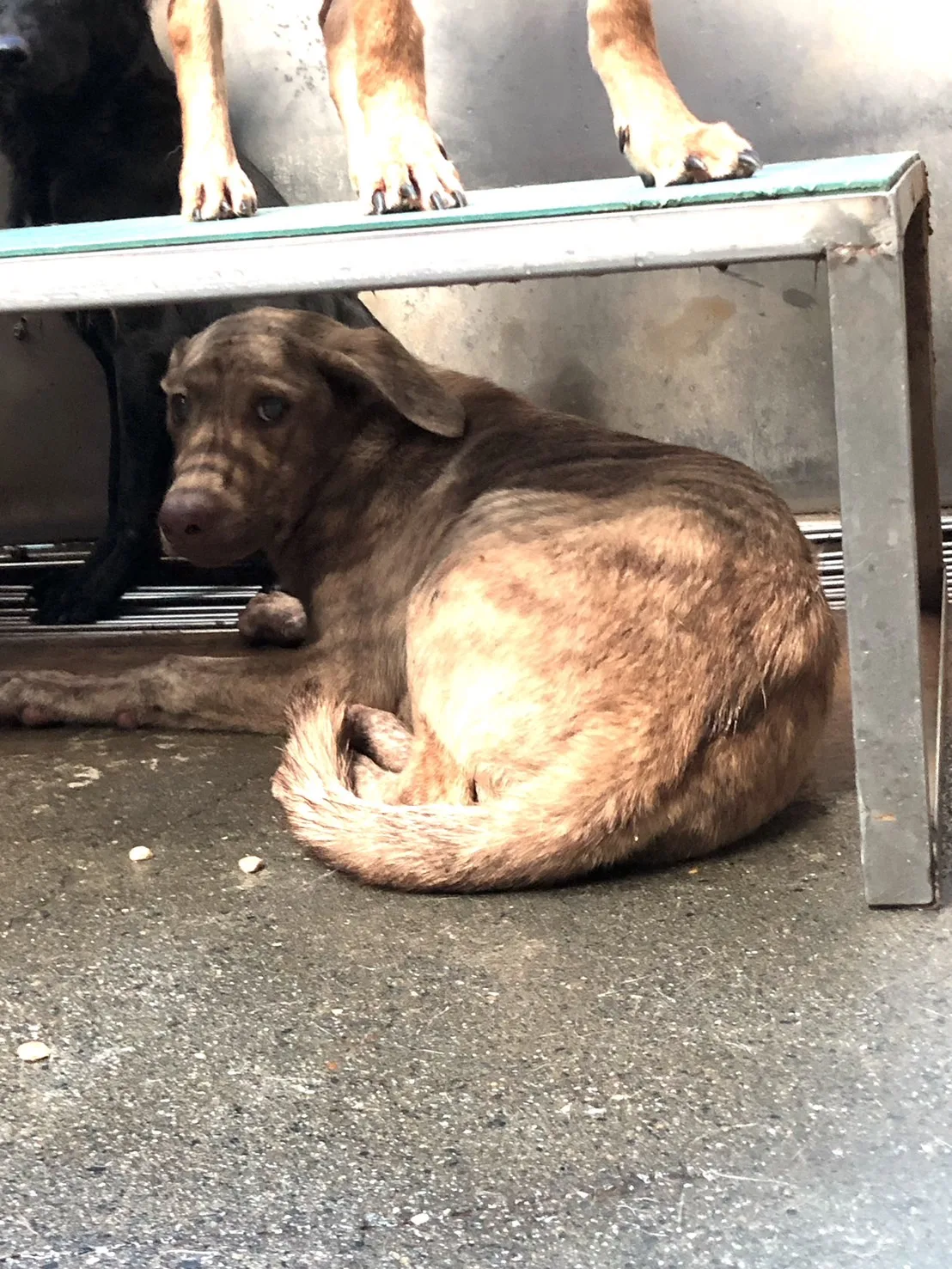 混種犬