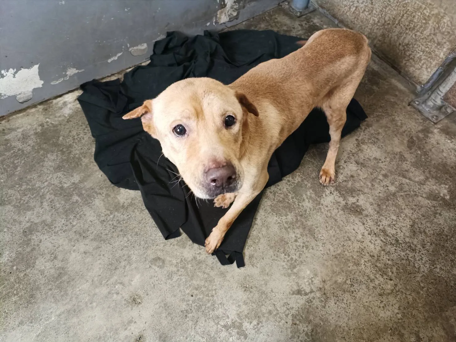 混種犬