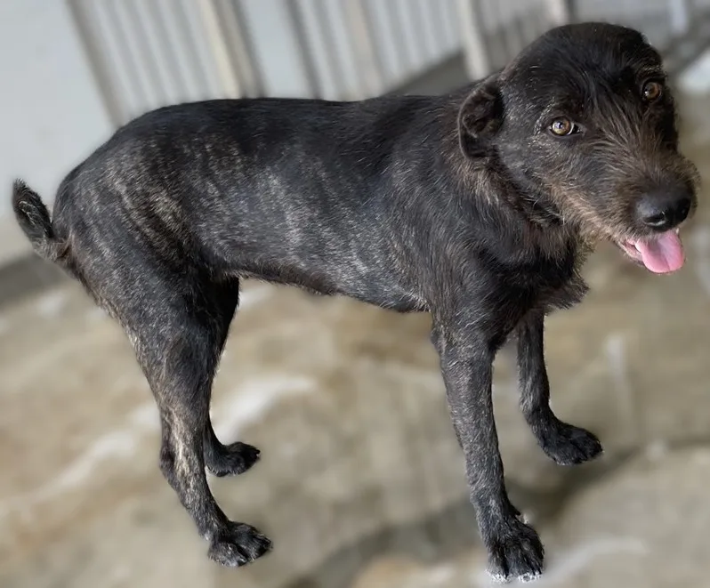 混種犬