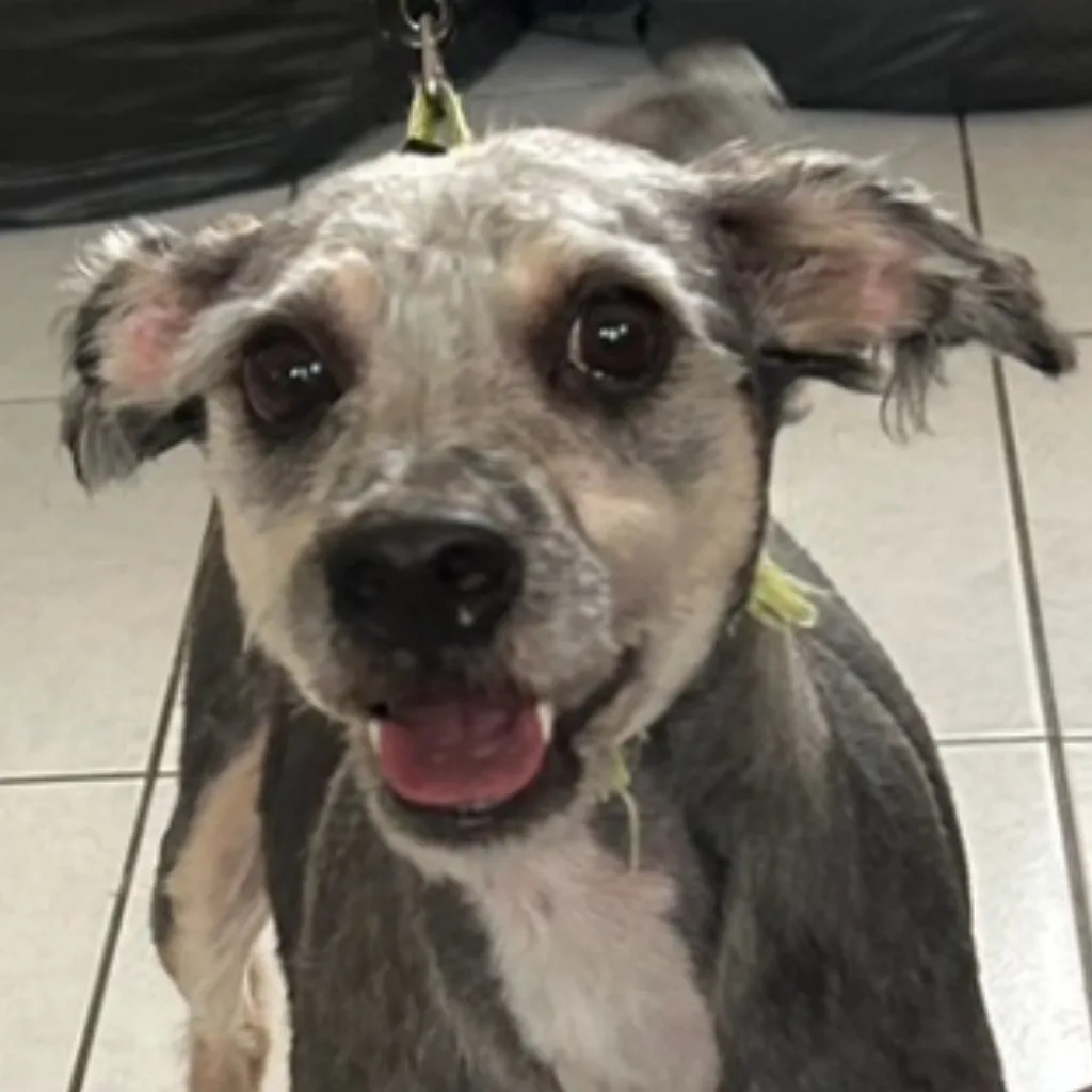 混種犬