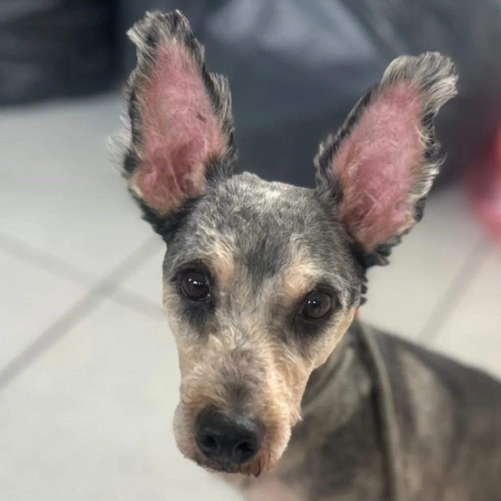 混種犬