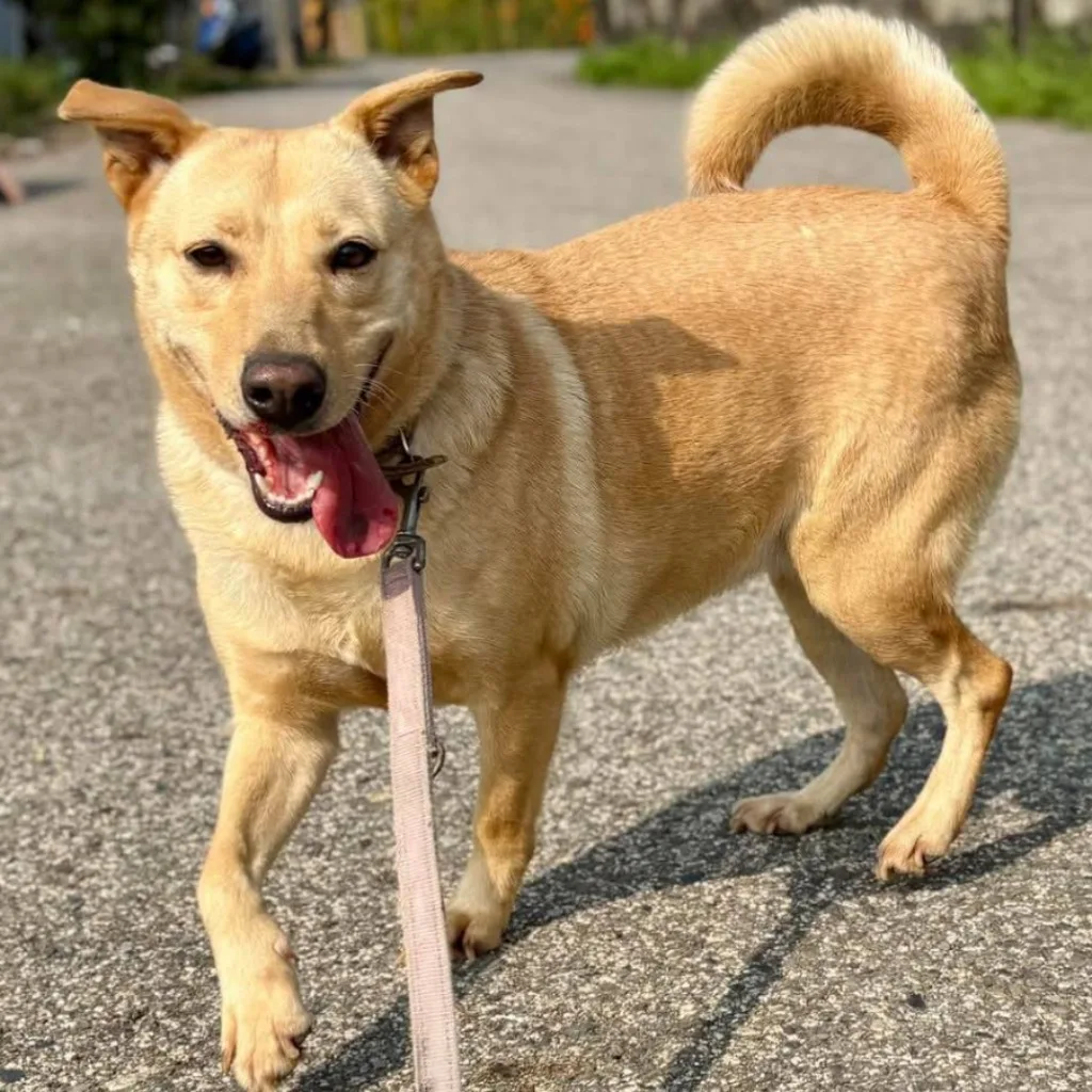 混種犬