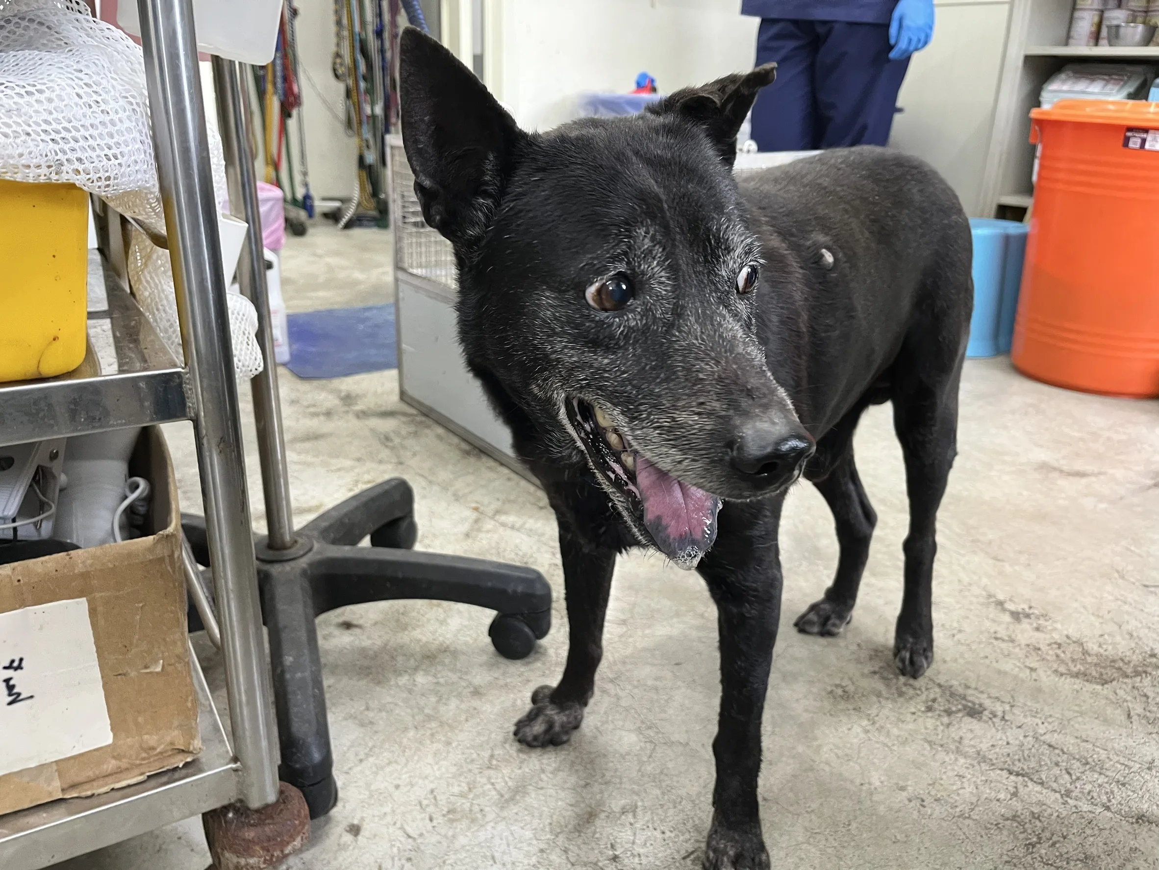 台灣犬