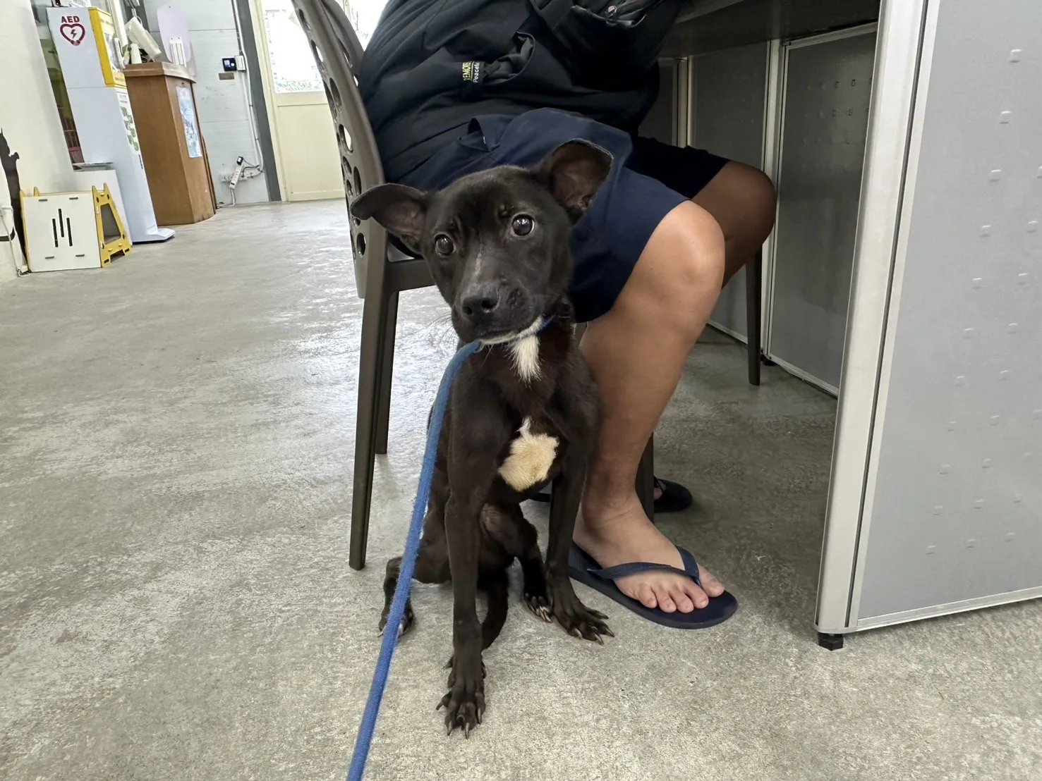 混種犬