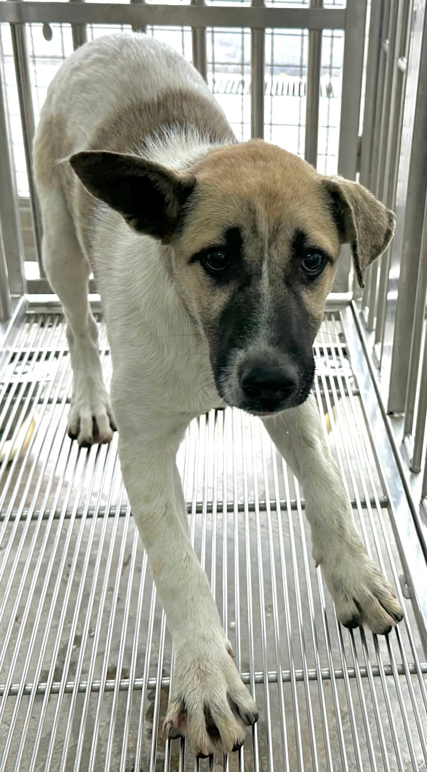混種犬