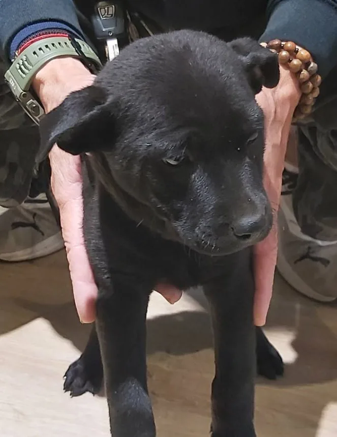 混種犬