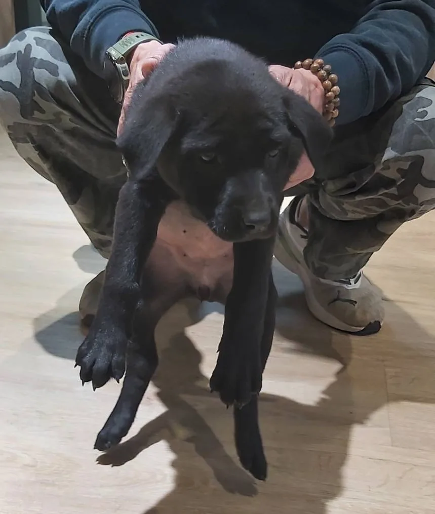 混種犬