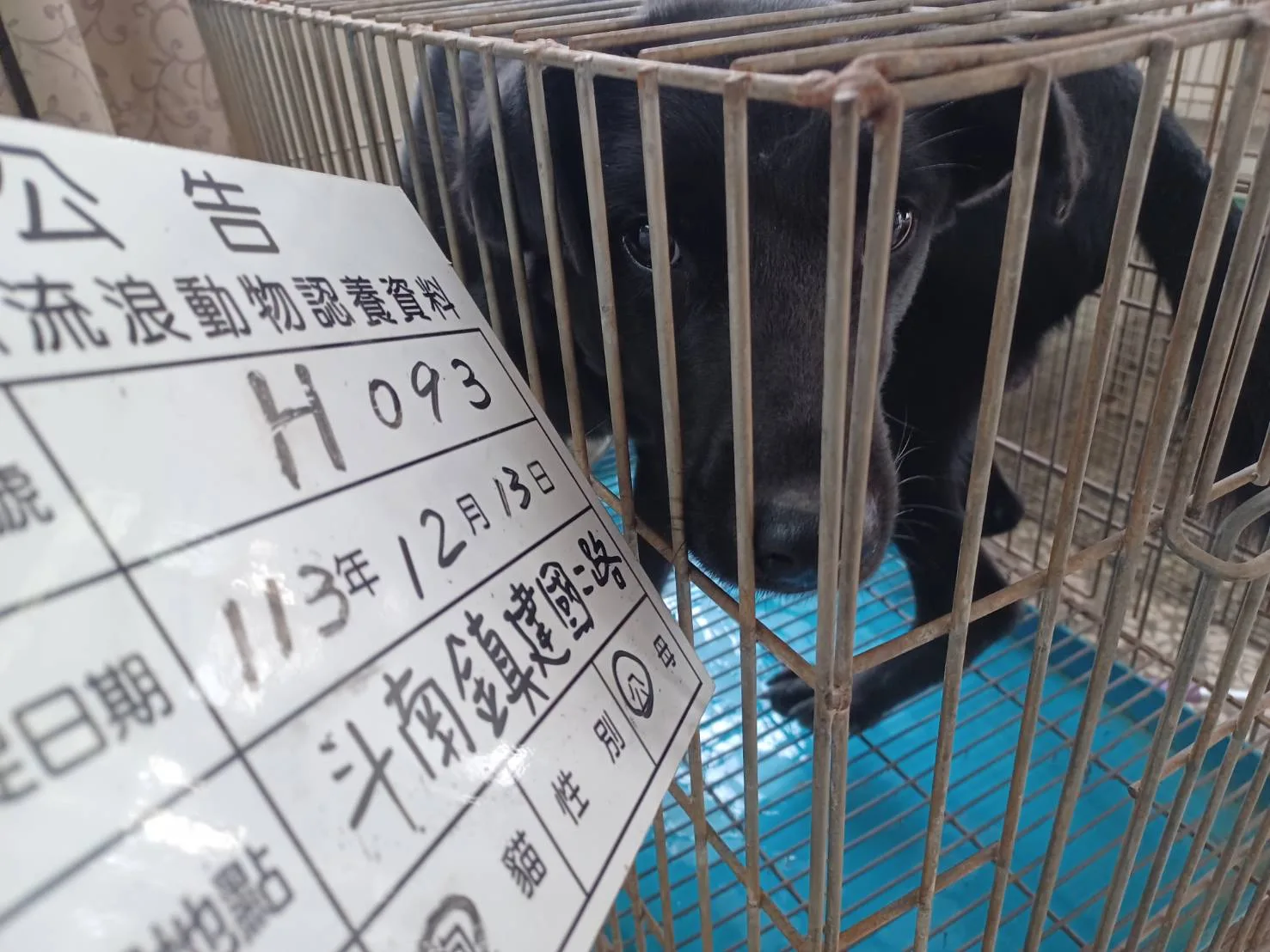 混種犬