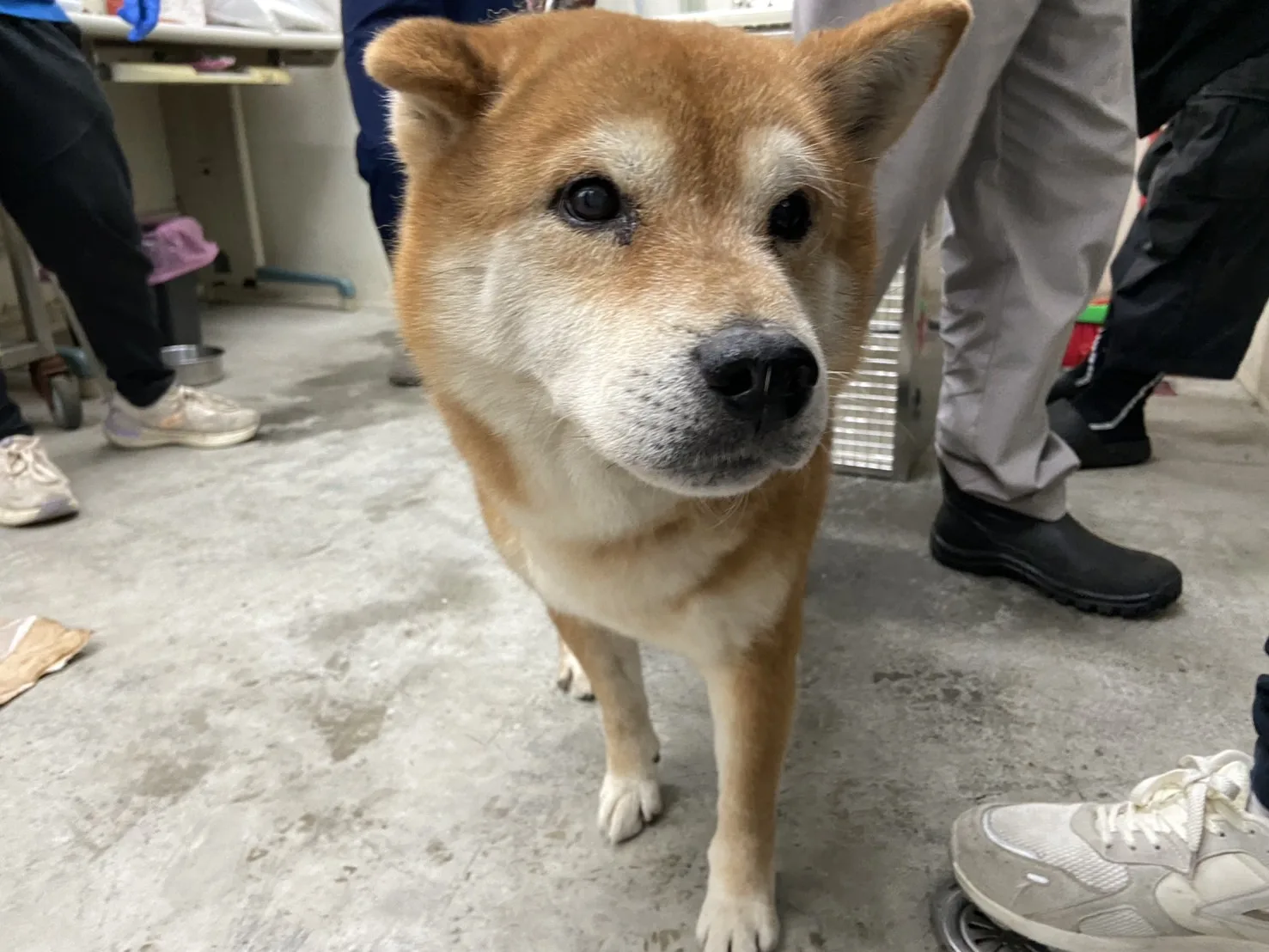 柴犬