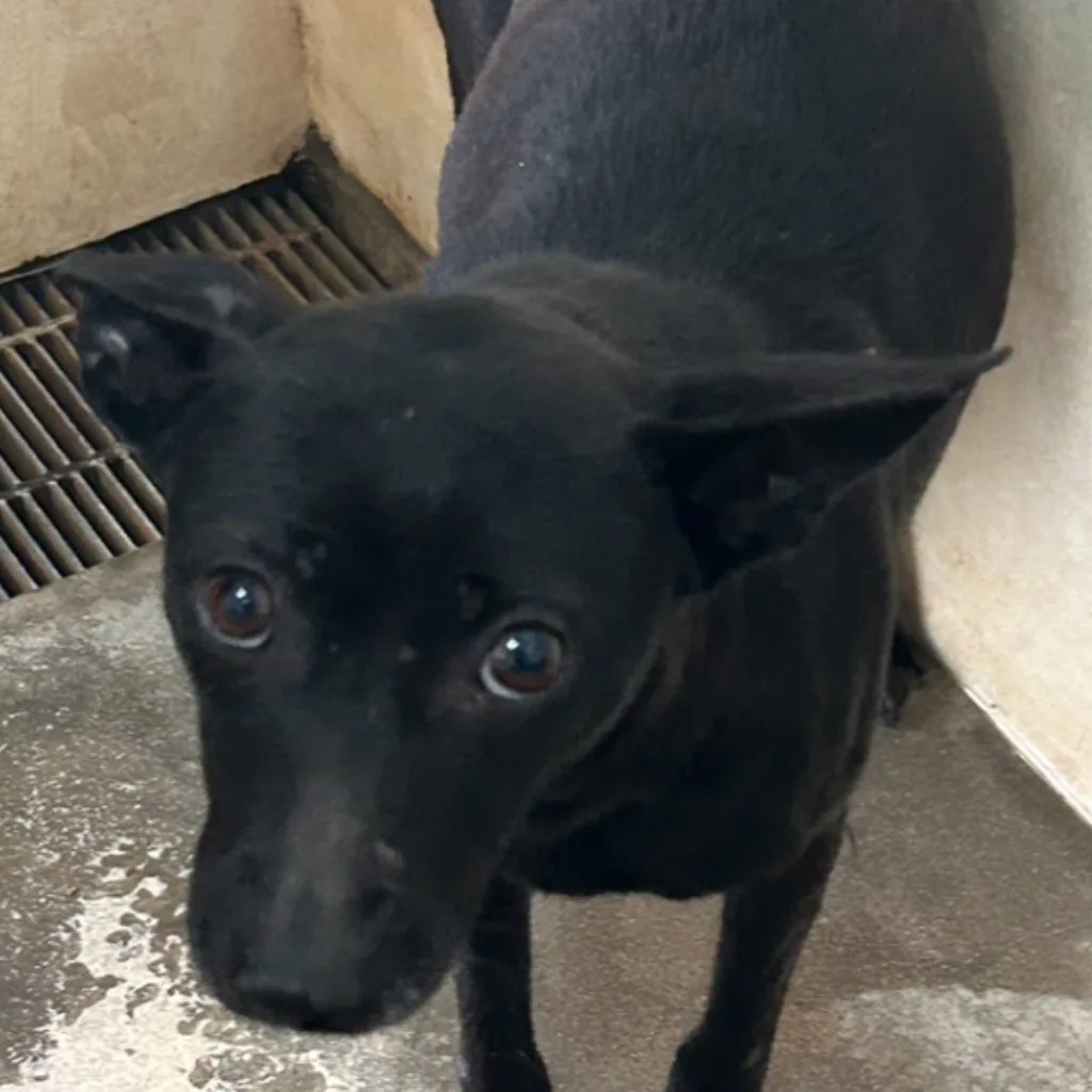 混種犬