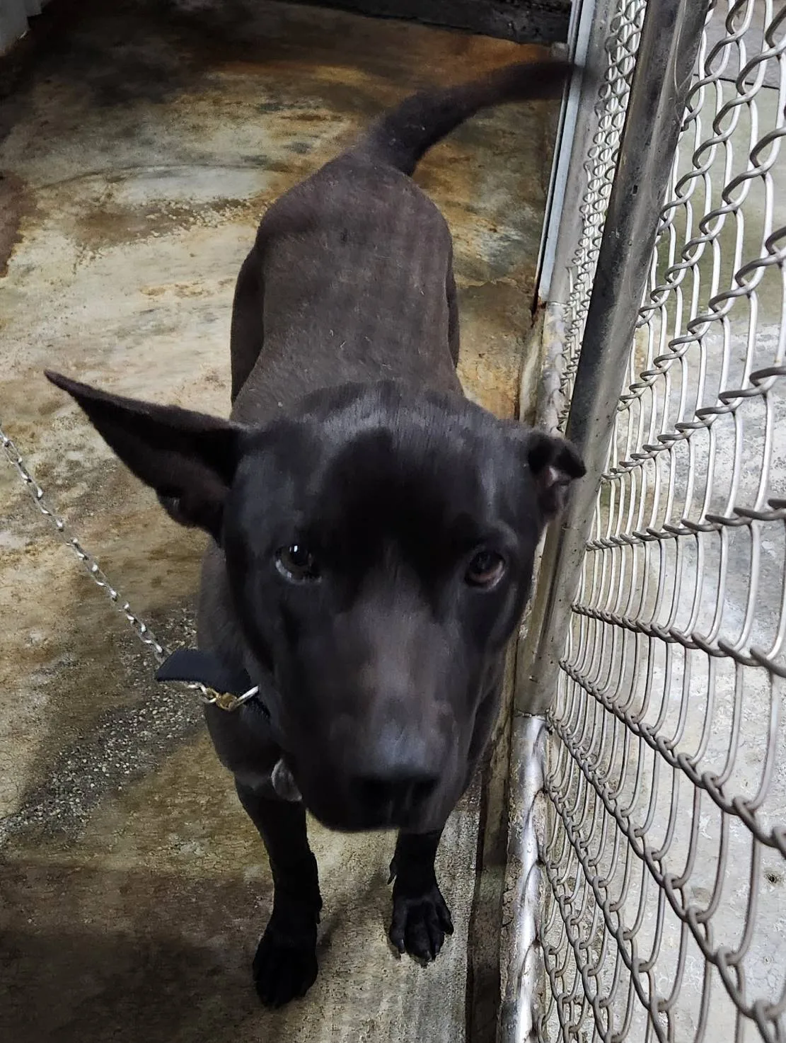混種犬