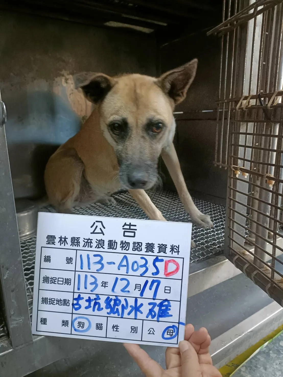 混種犬