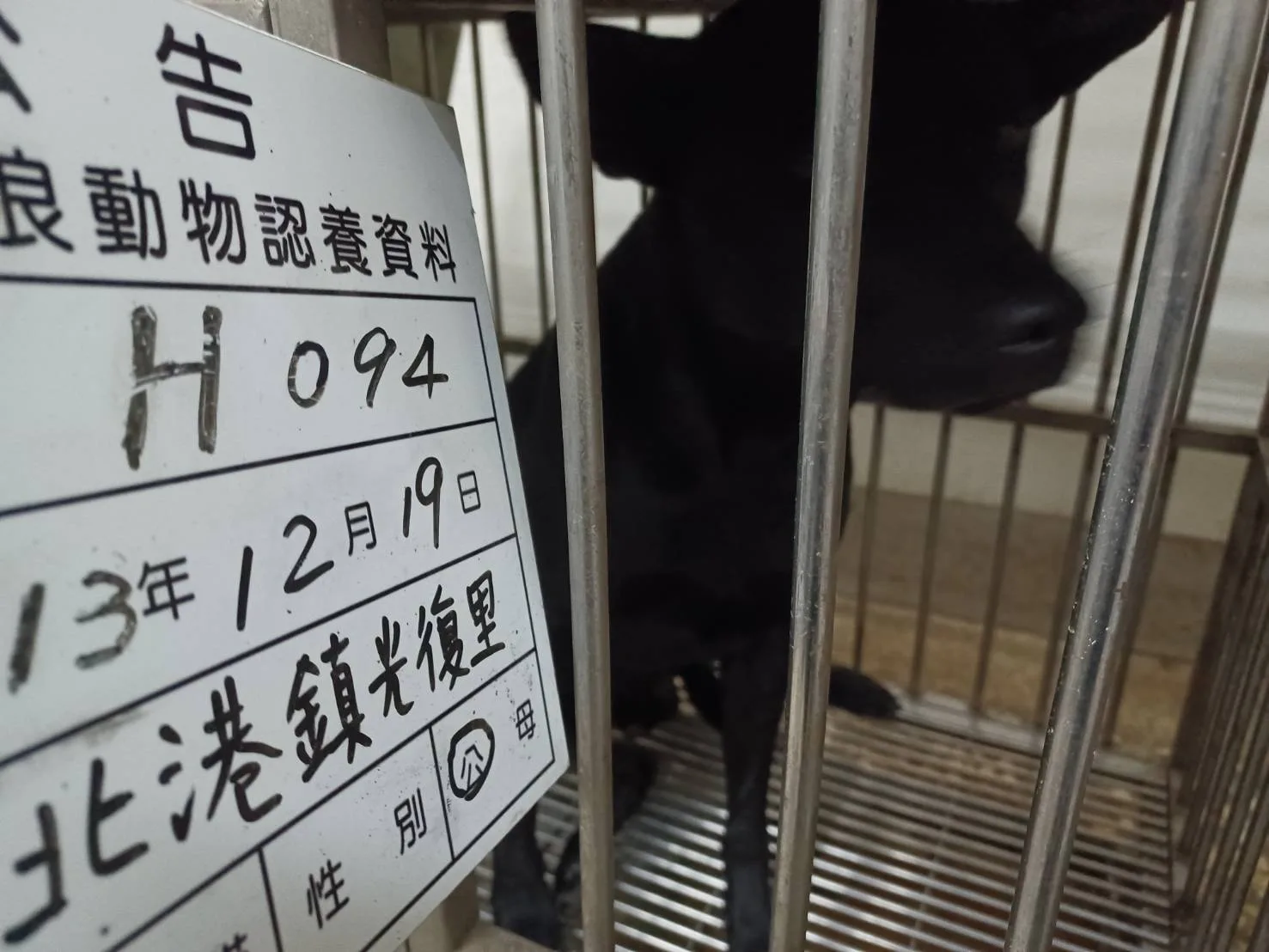 混種犬