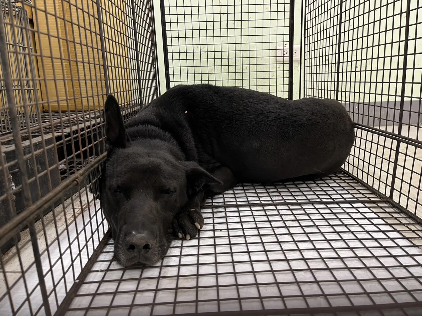 混種犬