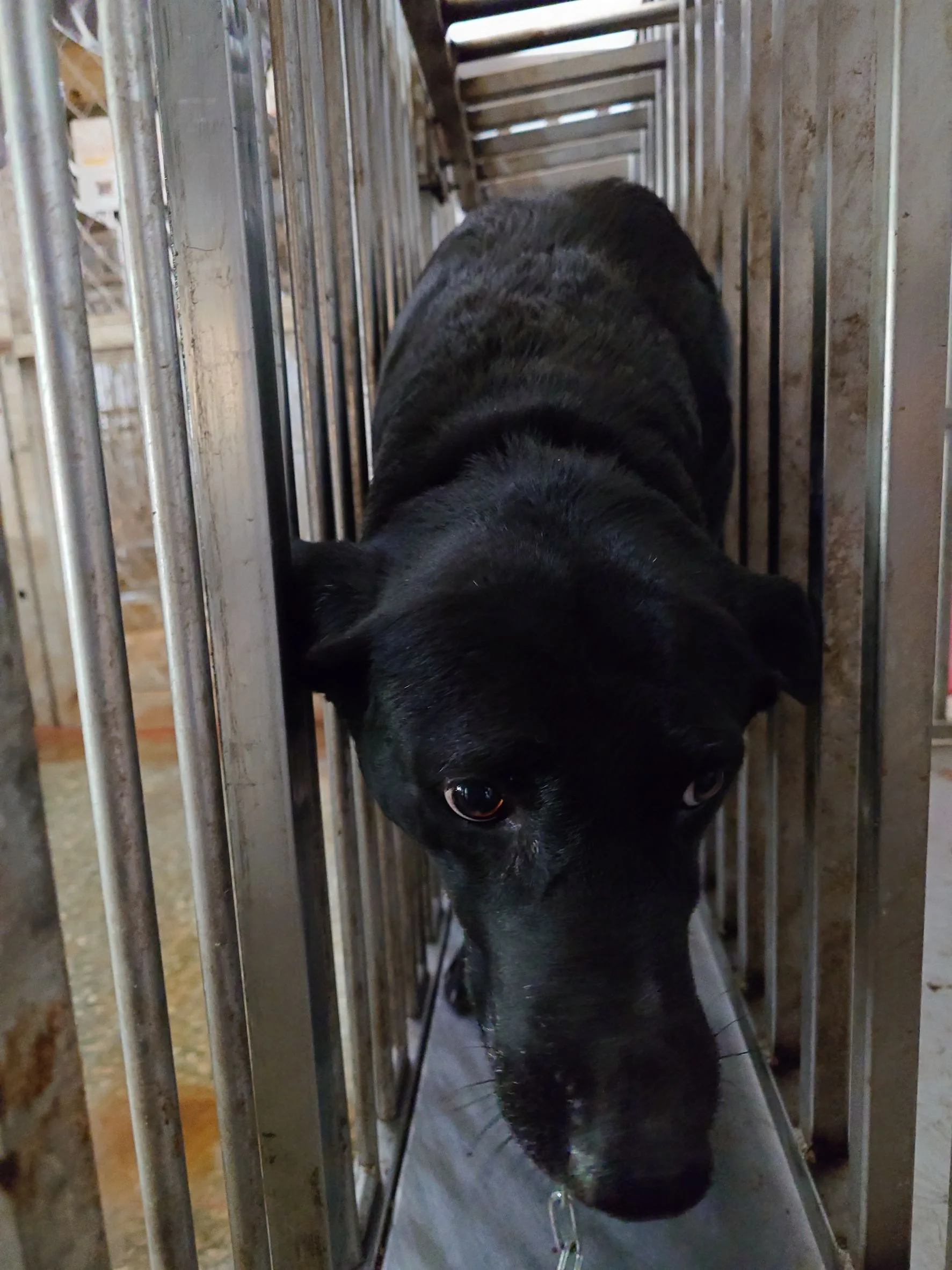 混種犬