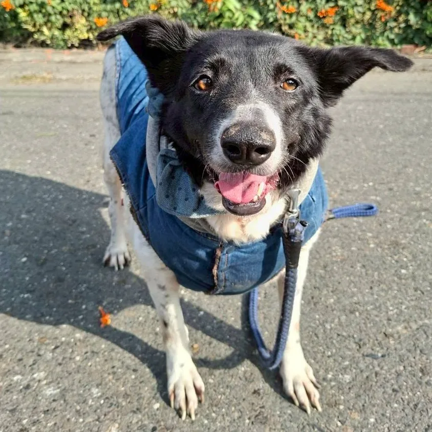 混種犬