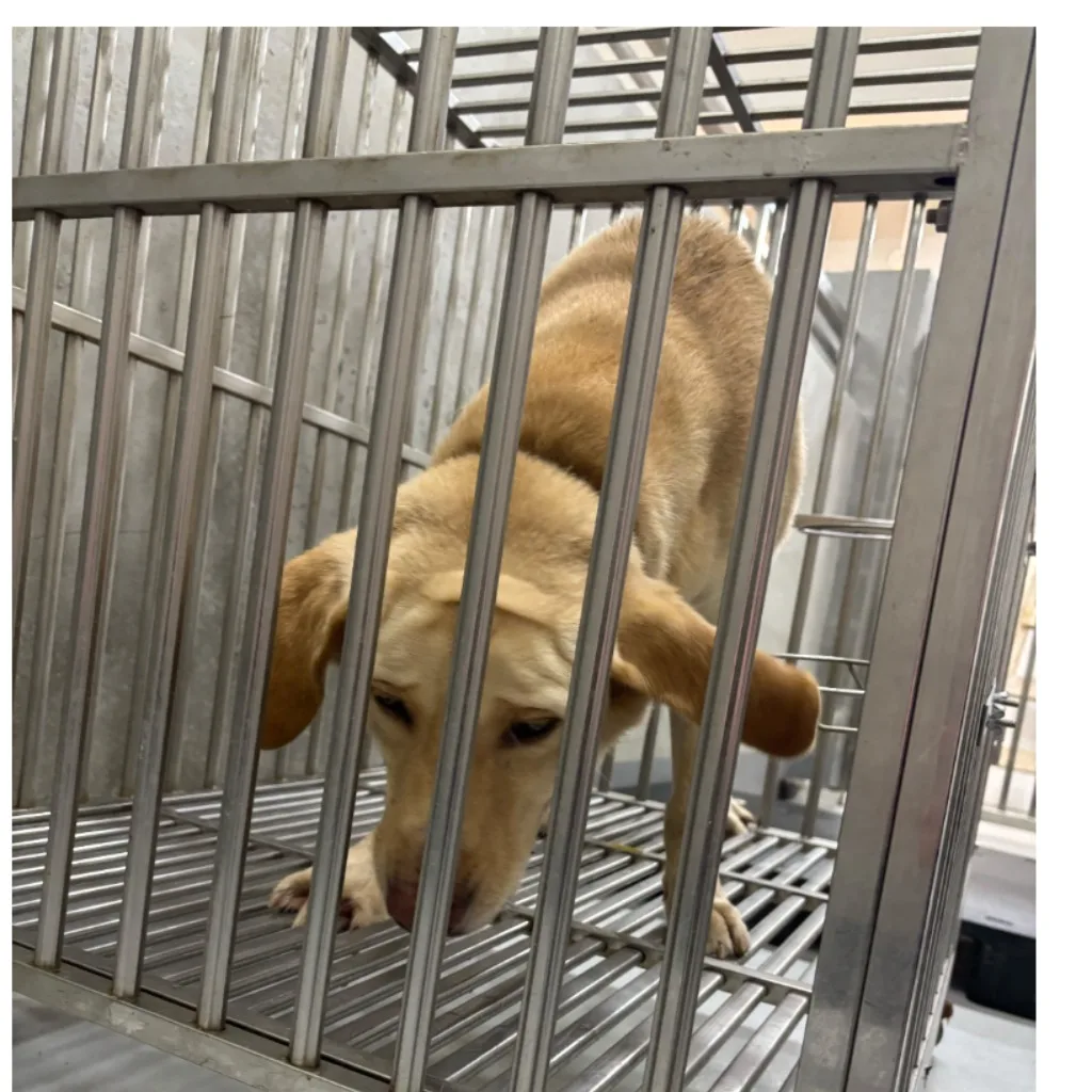 混種犬