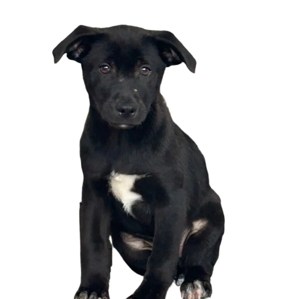 混種犬