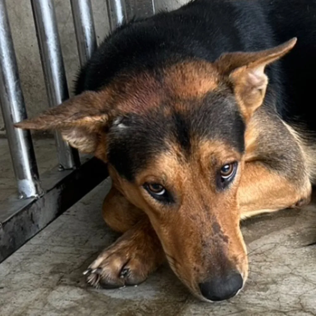 混種犬