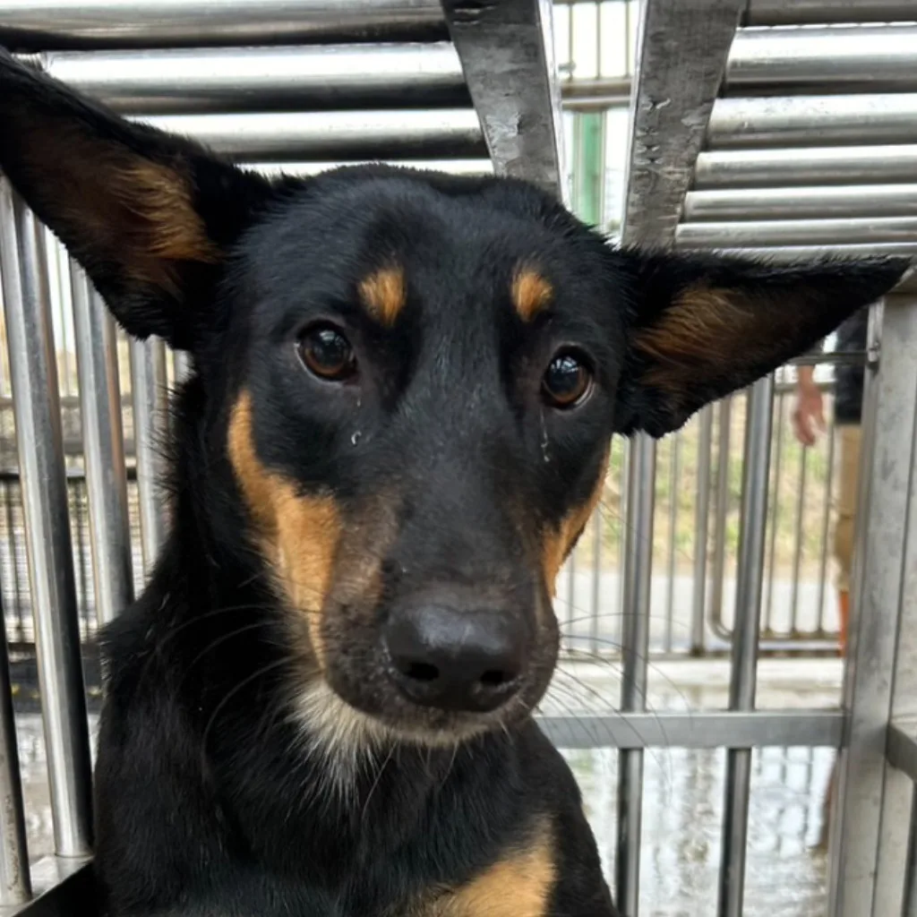 混種犬