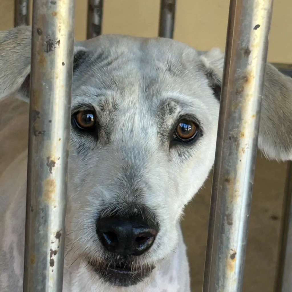 混種犬