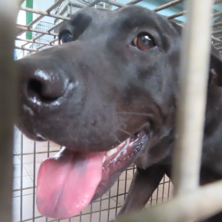 混種犬