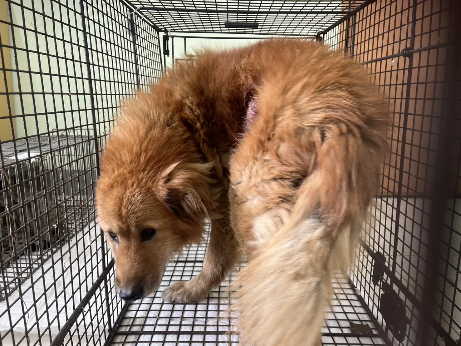 混種犬