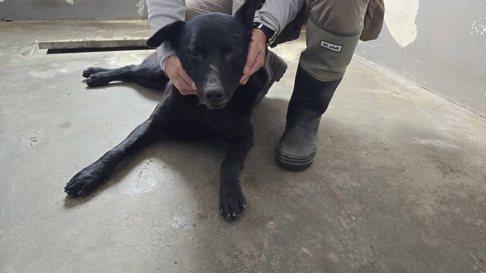 混種犬