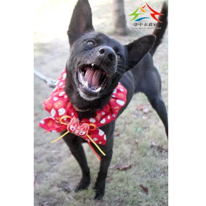 混種犬