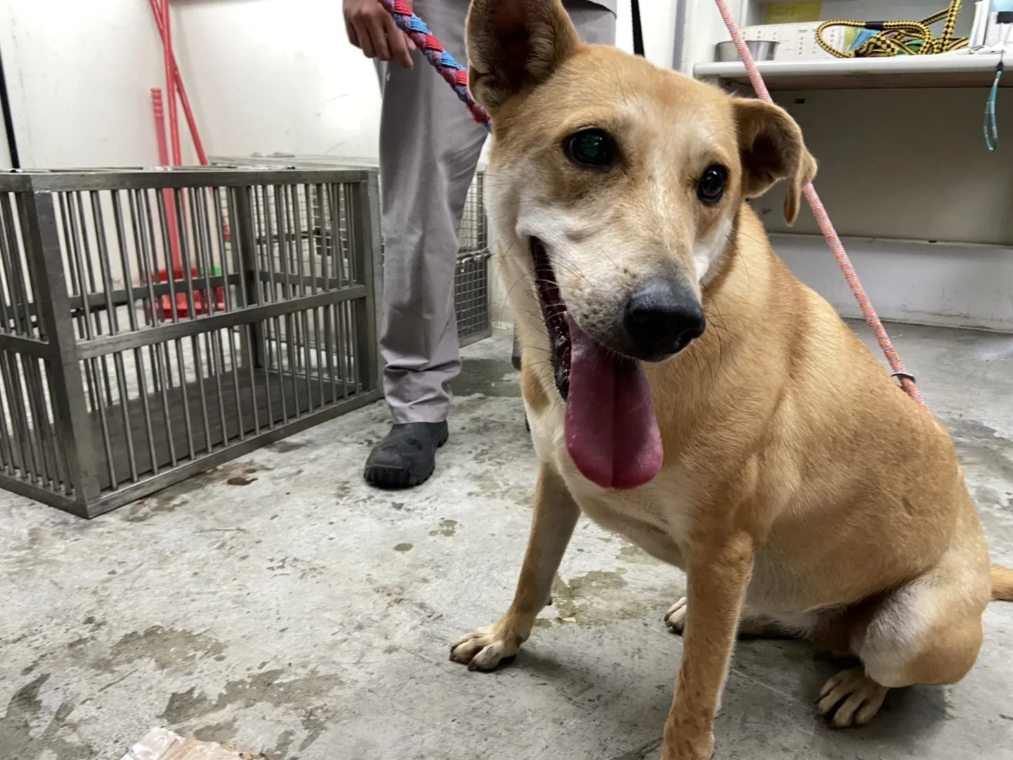 混種犬