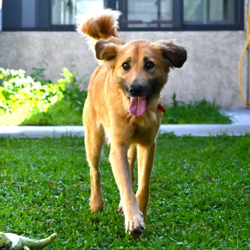 混種犬
