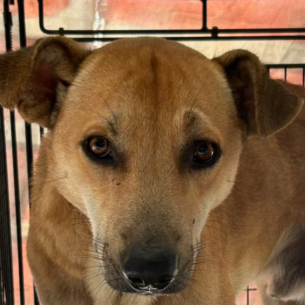 混種犬