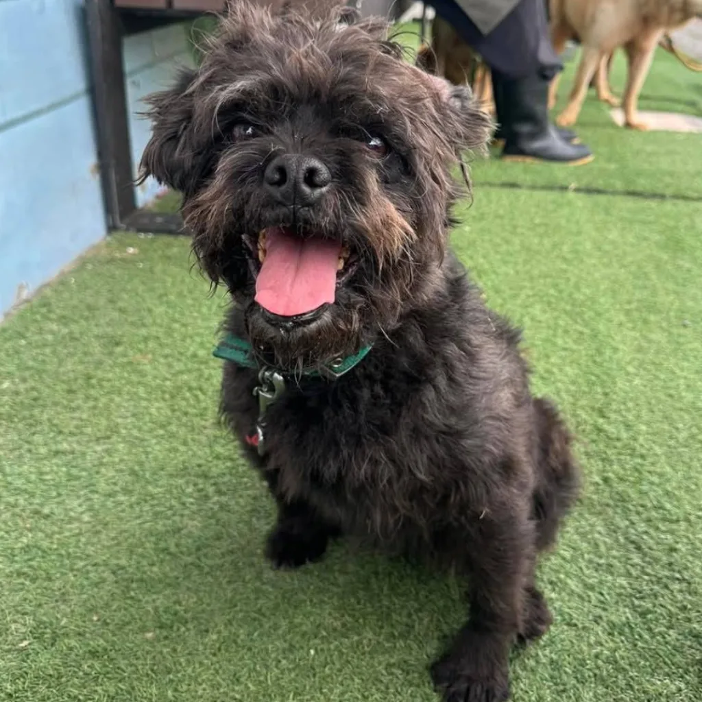 混種犬