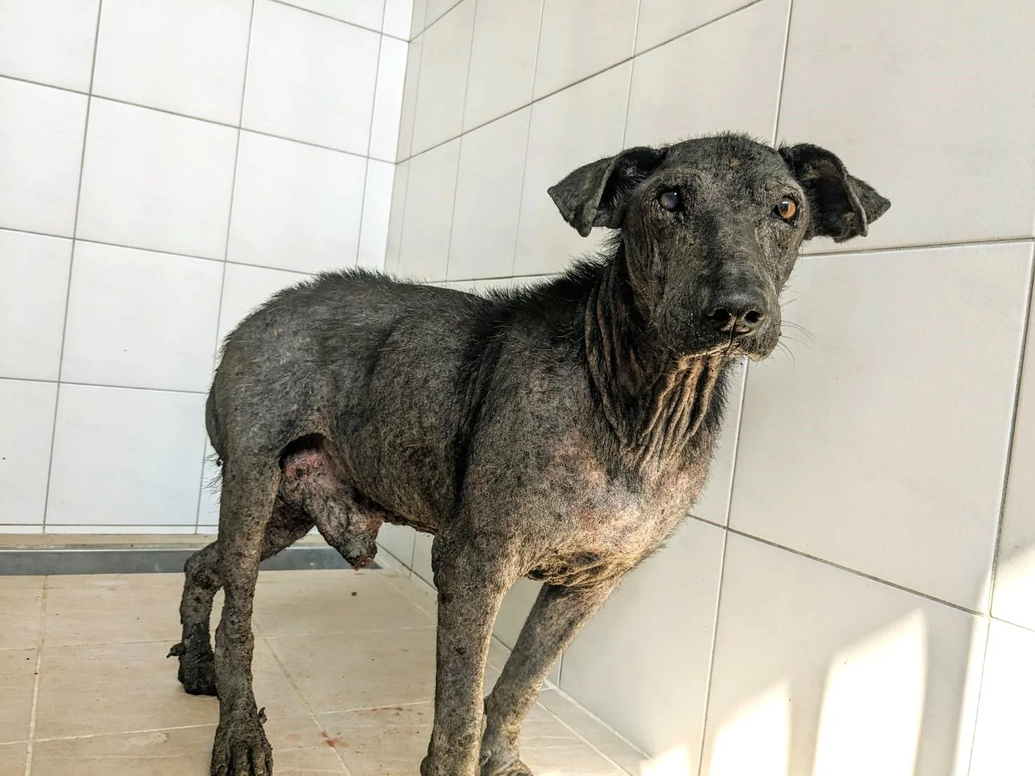 混種犬