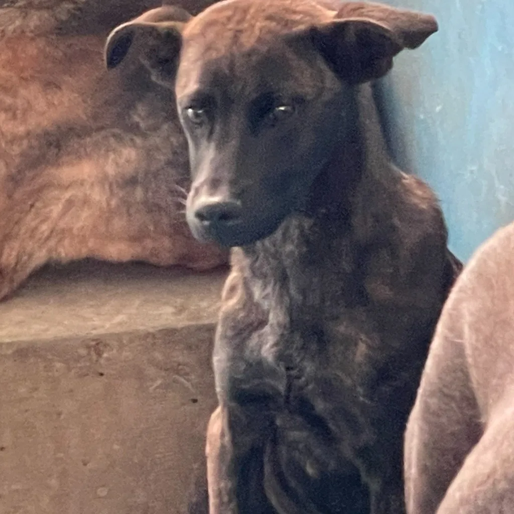 混種犬