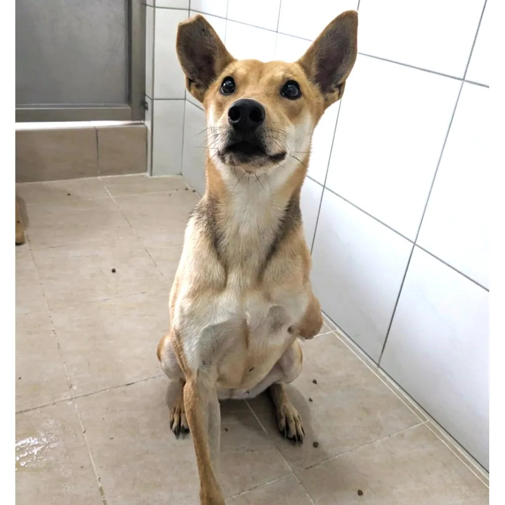 混種犬